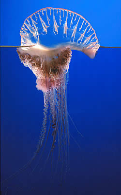 jellyfish man-o-war